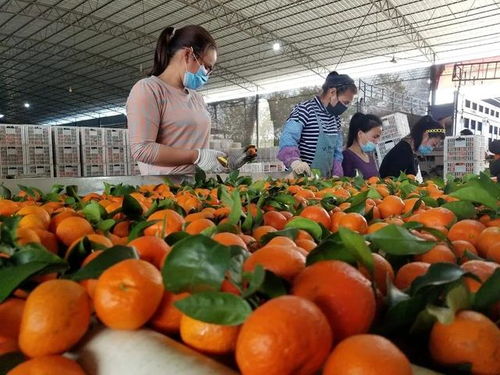 广西鹿寨 销售柑橘达百吨以上的选果厂,每吨补贴20元