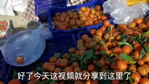 北京通州台湖冬季的大集 种类齐全 蔬菜水果新鲜 超级便宜